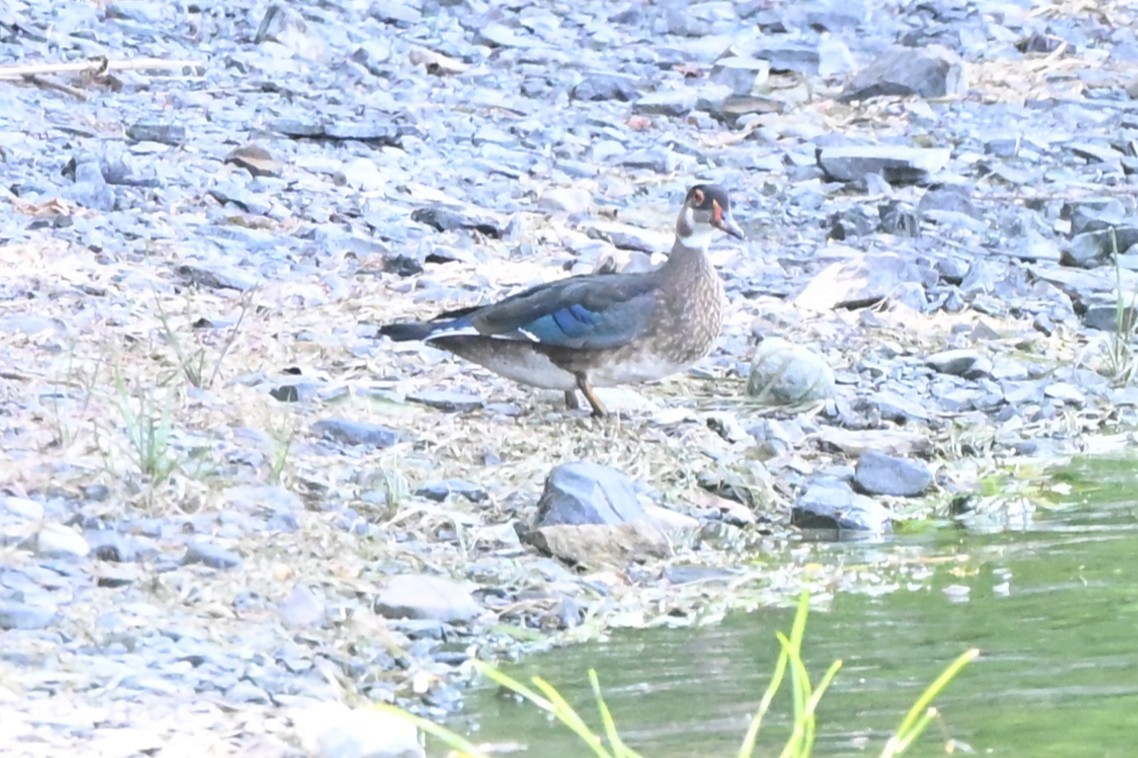 Pato Joyuyo - ML639911839