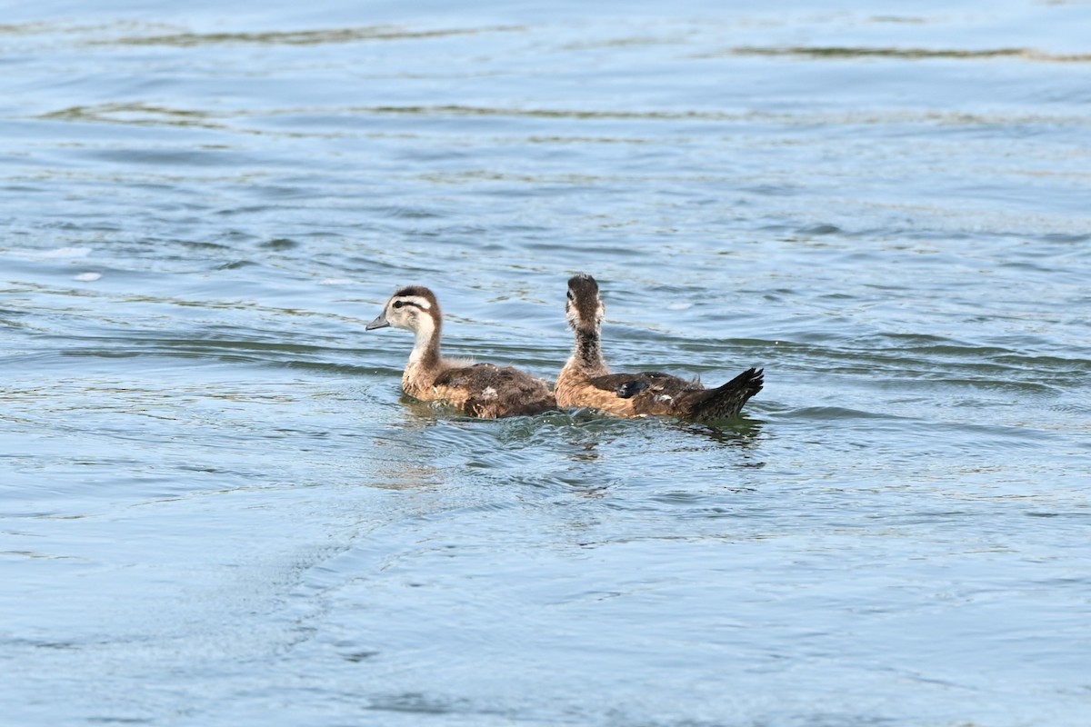 Pato Joyuyo - ML639911847