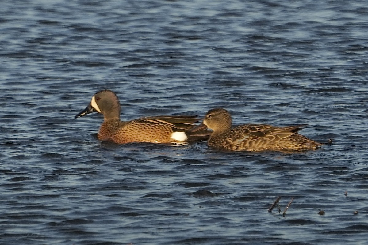 Blue-winged Teal - ML639911872