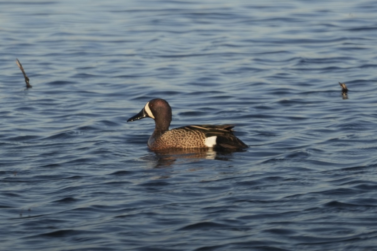 Blue-winged Teal - ML639911873