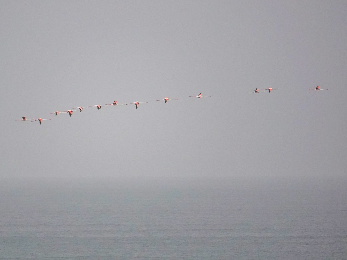 Greater Flamingo - ML639911880