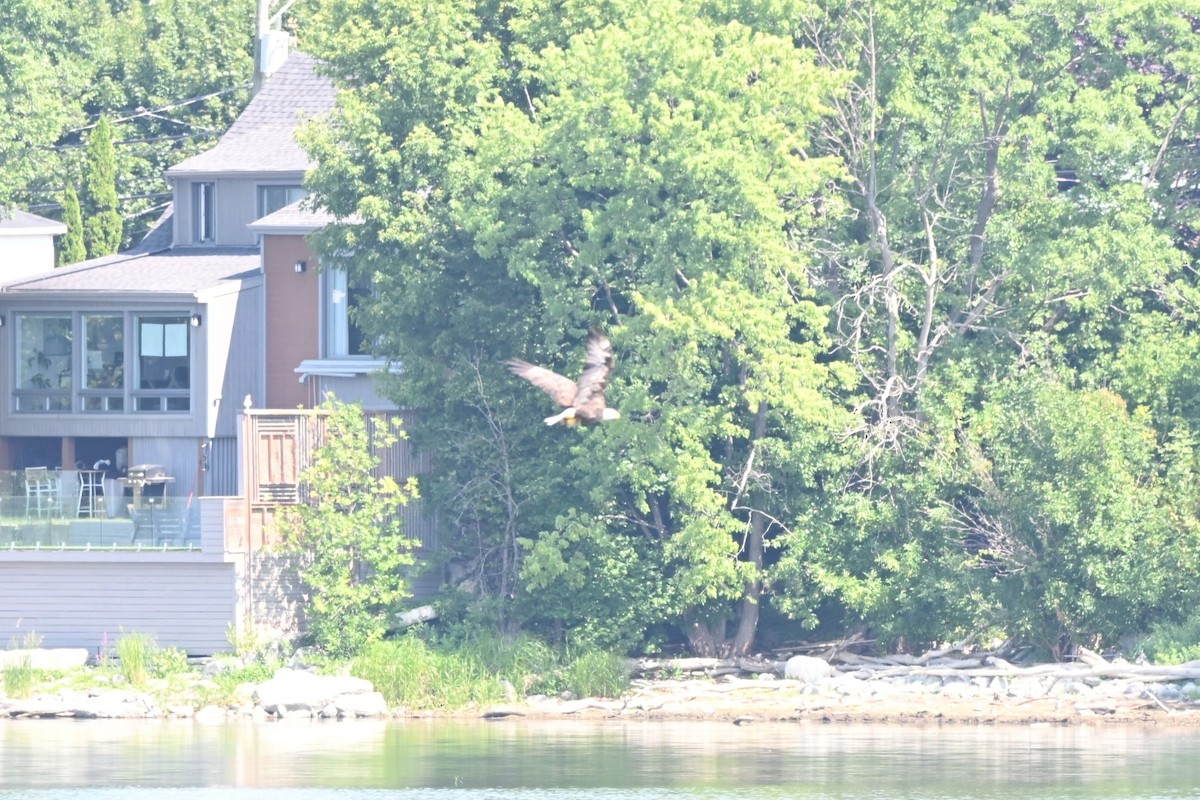 Bald Eagle - ML639911899