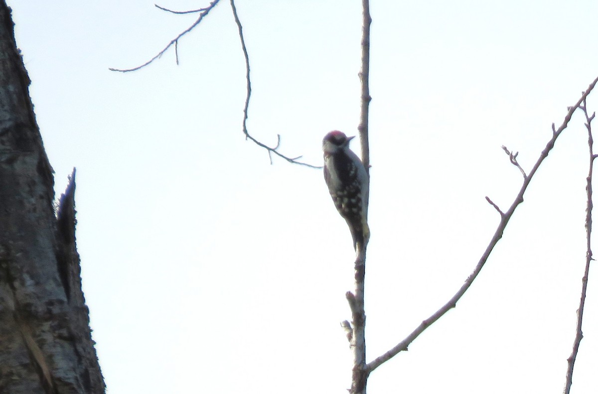 Downy Woodpecker - ML639911919