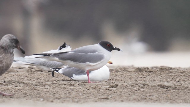 Swallow-tailed Gull - ML639912048