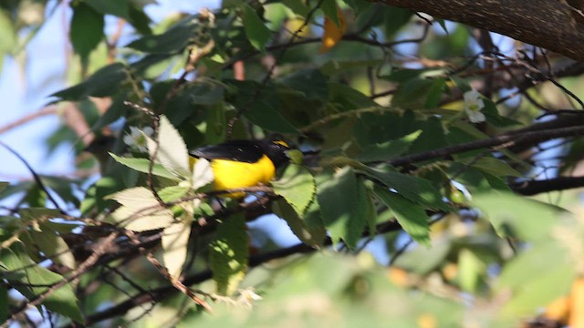 Scrub Euphonia - ML639912066