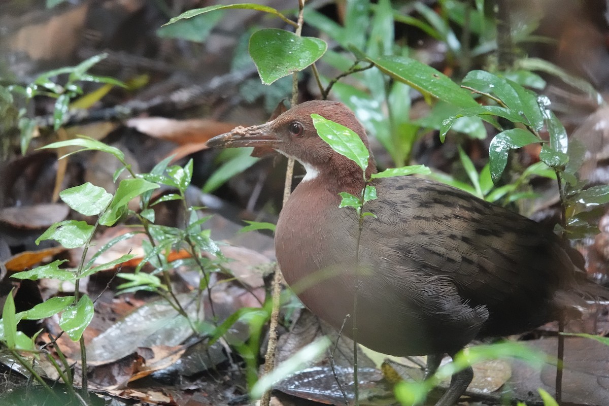 White-throated Rail - ML639912132