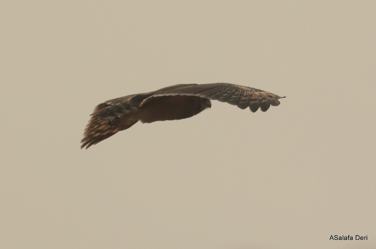 Marsh Owl - ML639912154