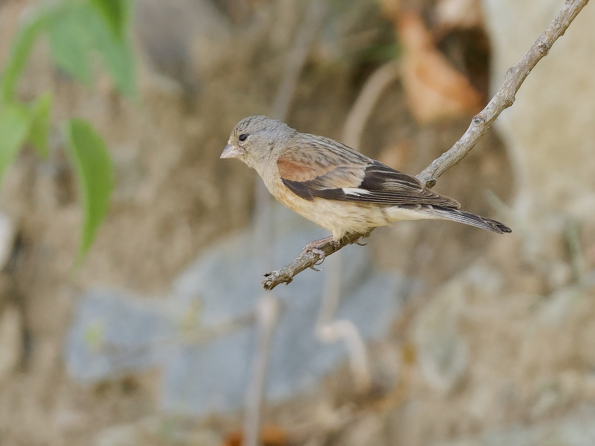 Yemen Linnet - ML639912200