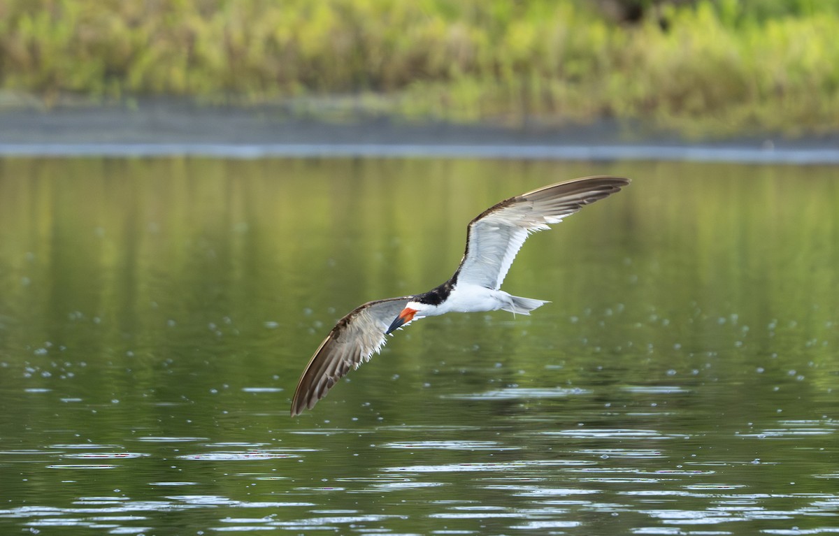 Black Skimmer - ML639912274