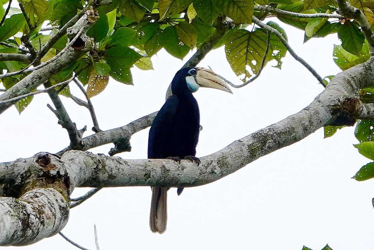 Blyth's Hornbill - ML639912289