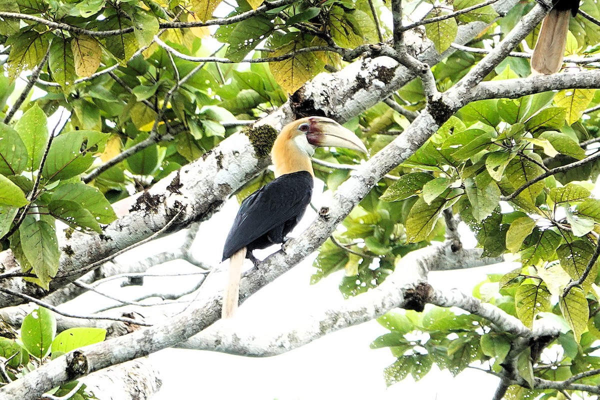 Blyth's Hornbill - ML639912290