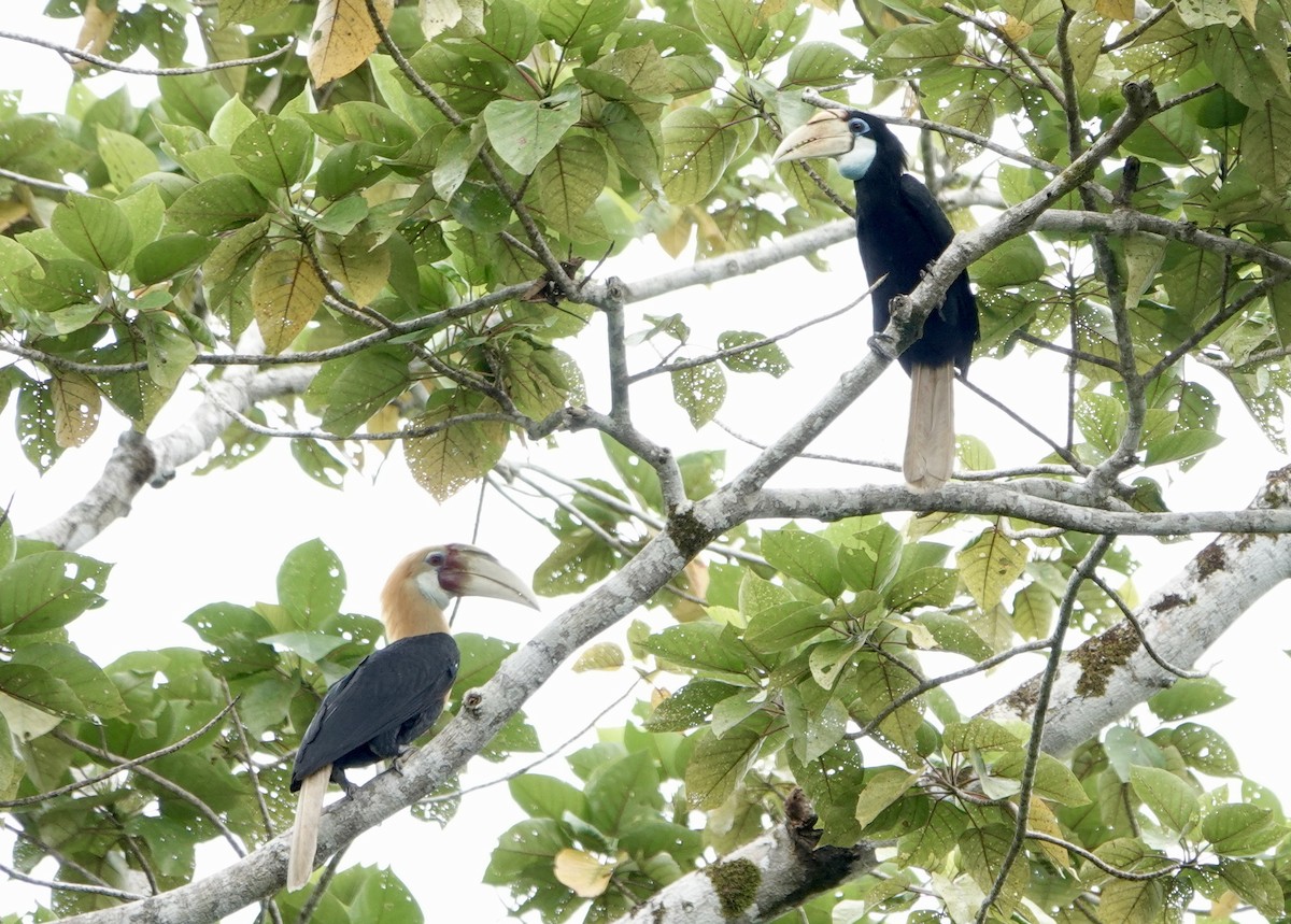 Blyth's Hornbill - ML639912291
