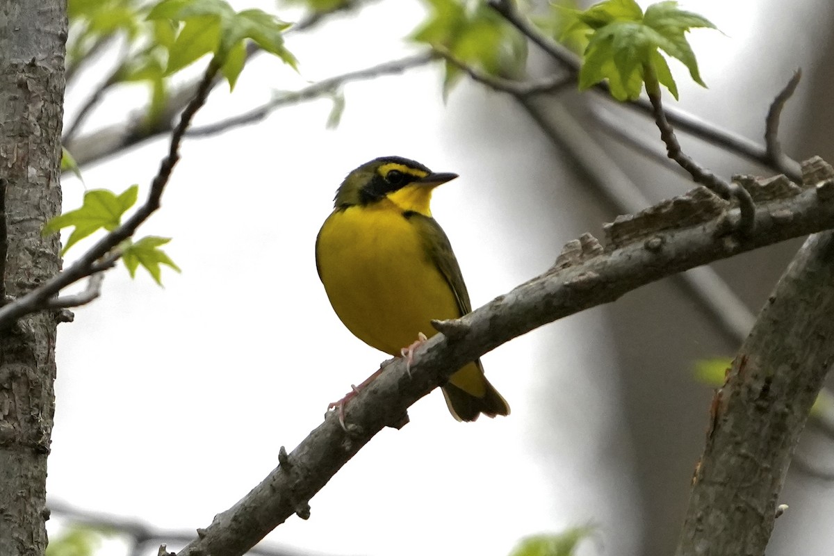 Kentucky Warbler - ML639912294