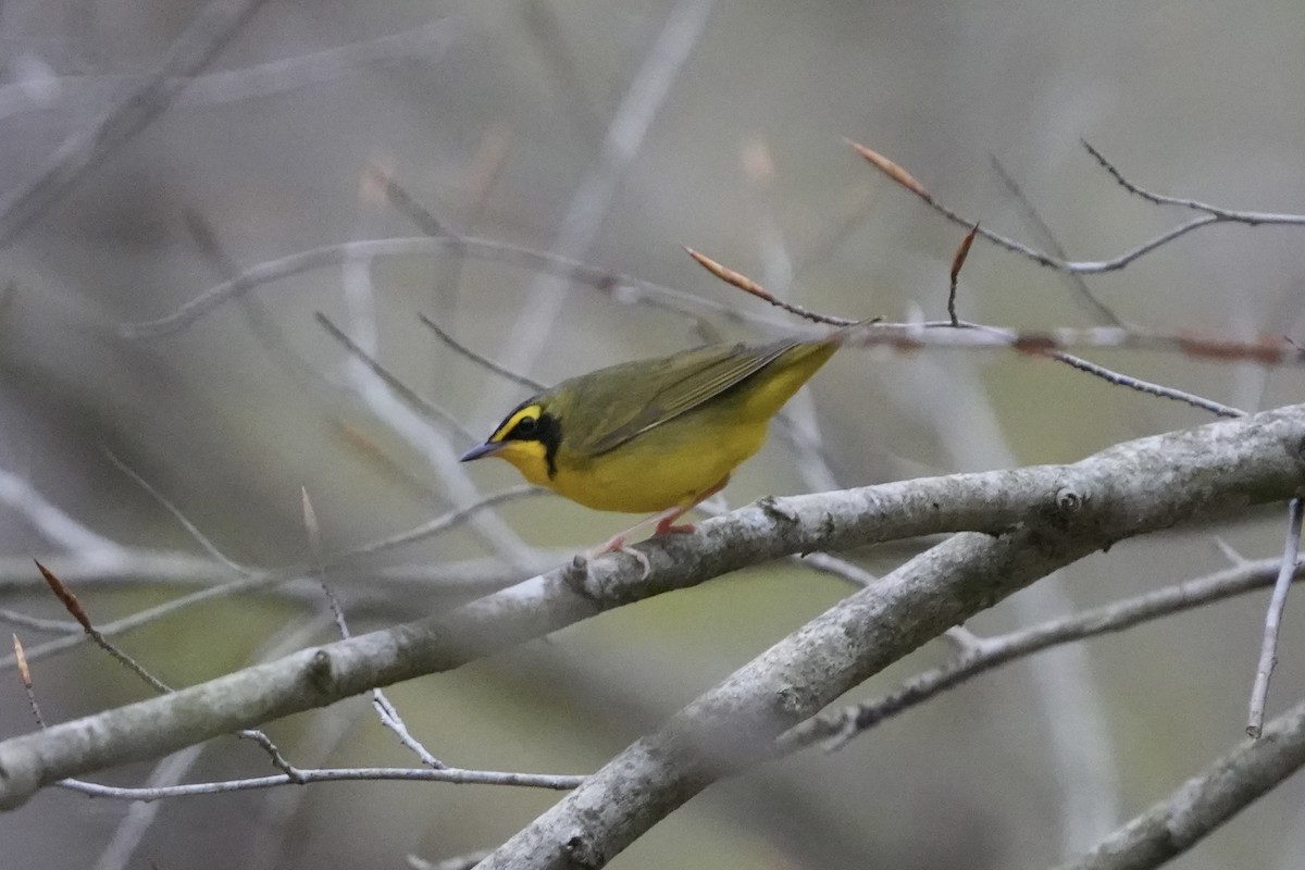 Kentucky Warbler - ML639912295