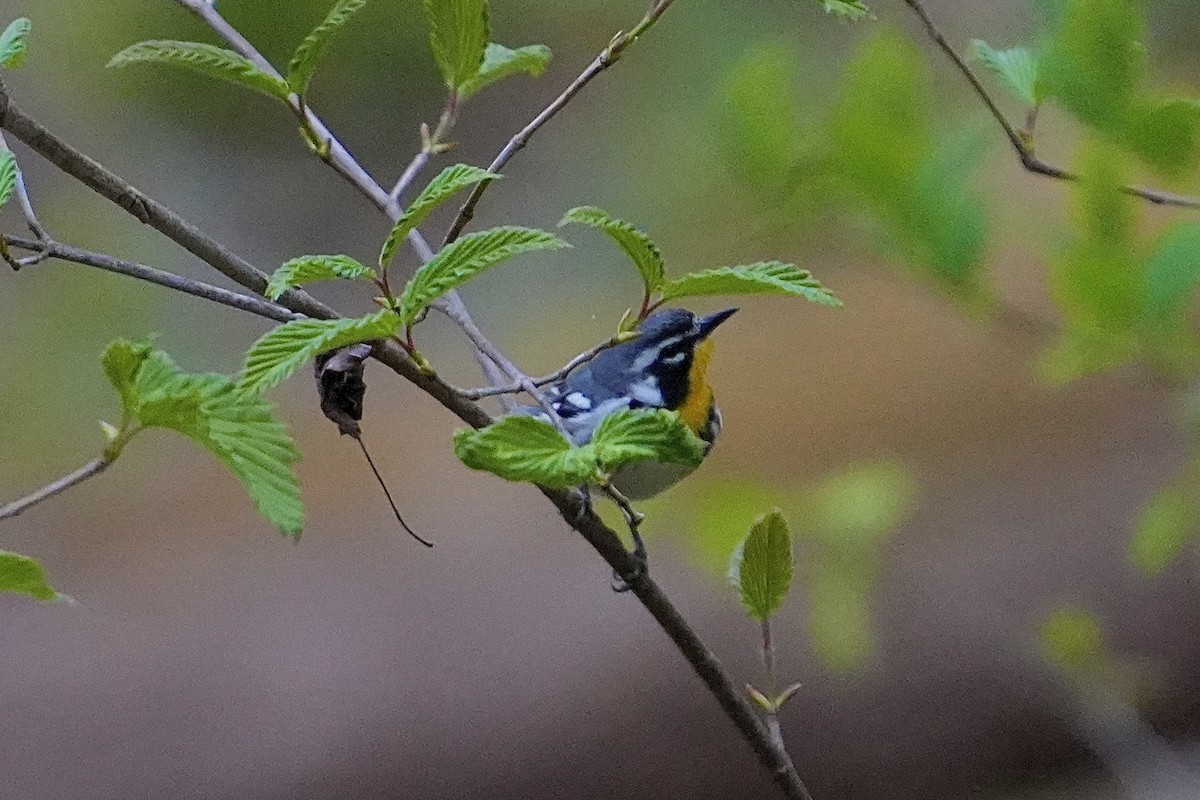 Yellow-throated Warbler - ML639912297