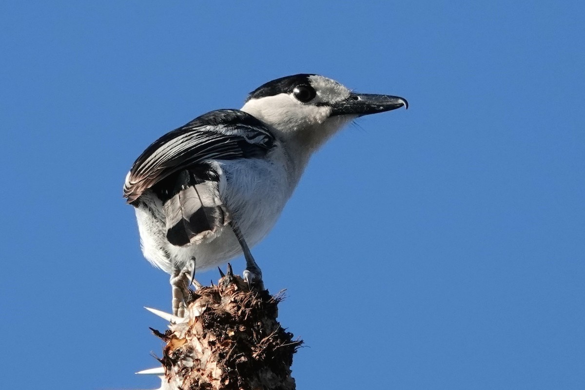 Hook-billed Vanga - ML639912306