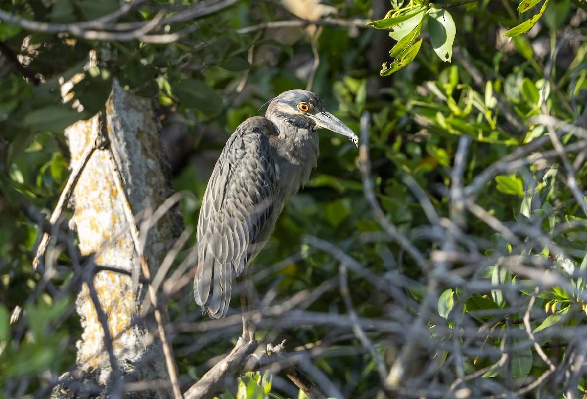 Yellow-crowned Night Heron - ML639912324