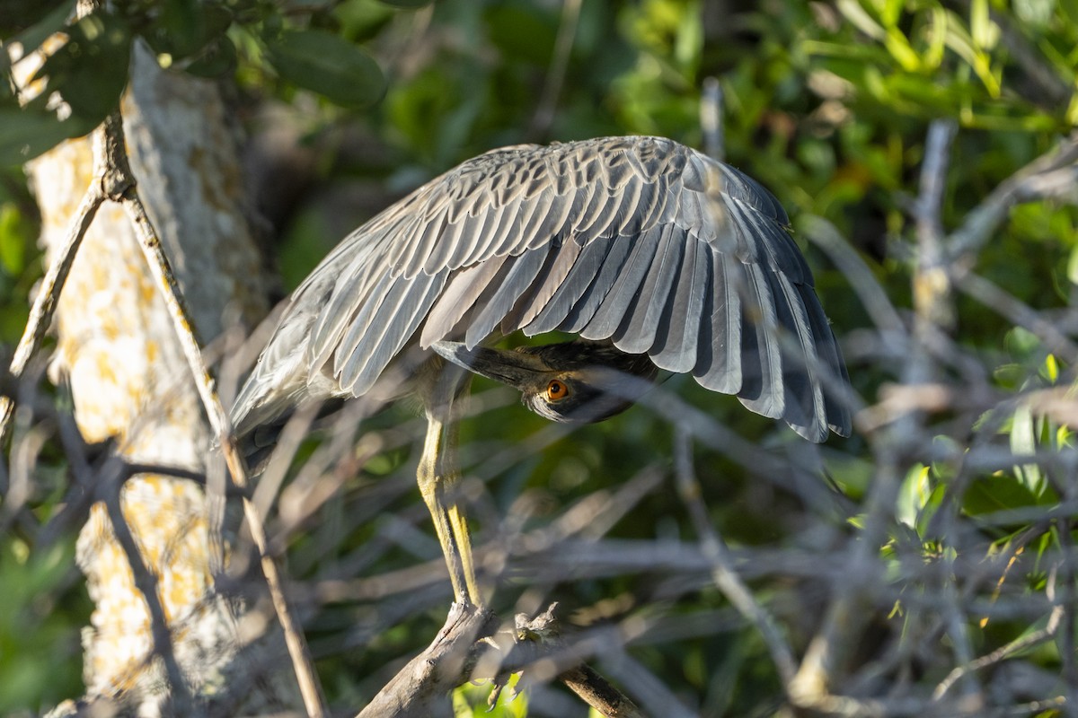 Yellow-crowned Night Heron - ML639912329