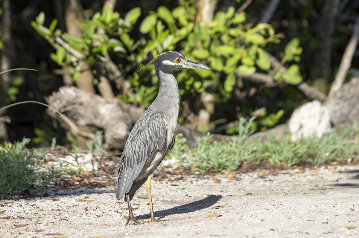Yellow-crowned Night Heron - ML639912333