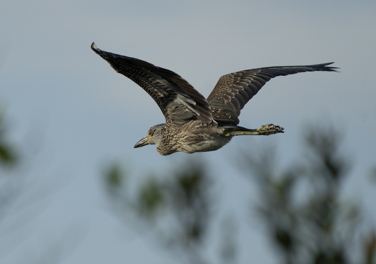 Yellow-crowned Night Heron - ML639912337