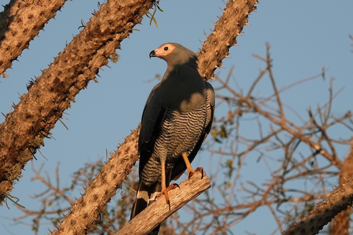Madagascar Harrier-Hawk - ML639912342