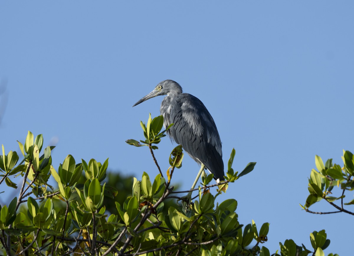 Little Blue Heron - ML639912359