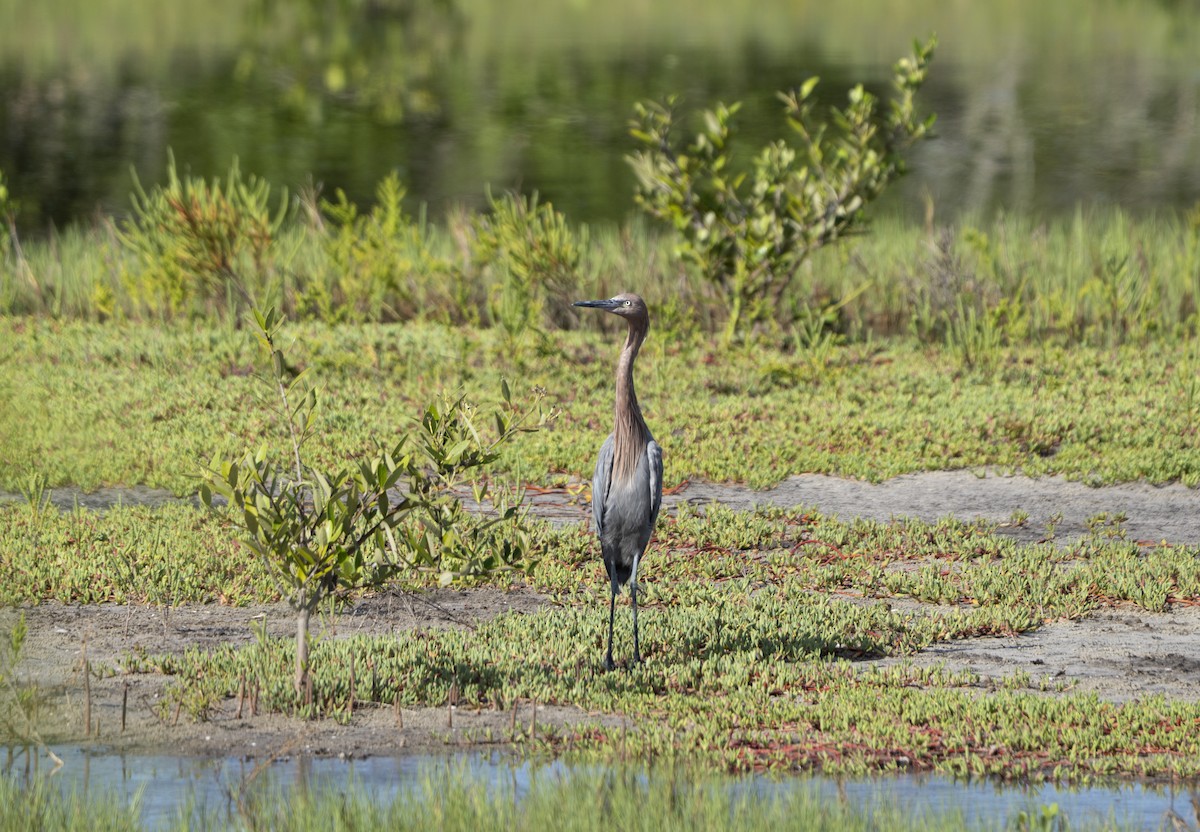 Reddish Egret - ML639912361