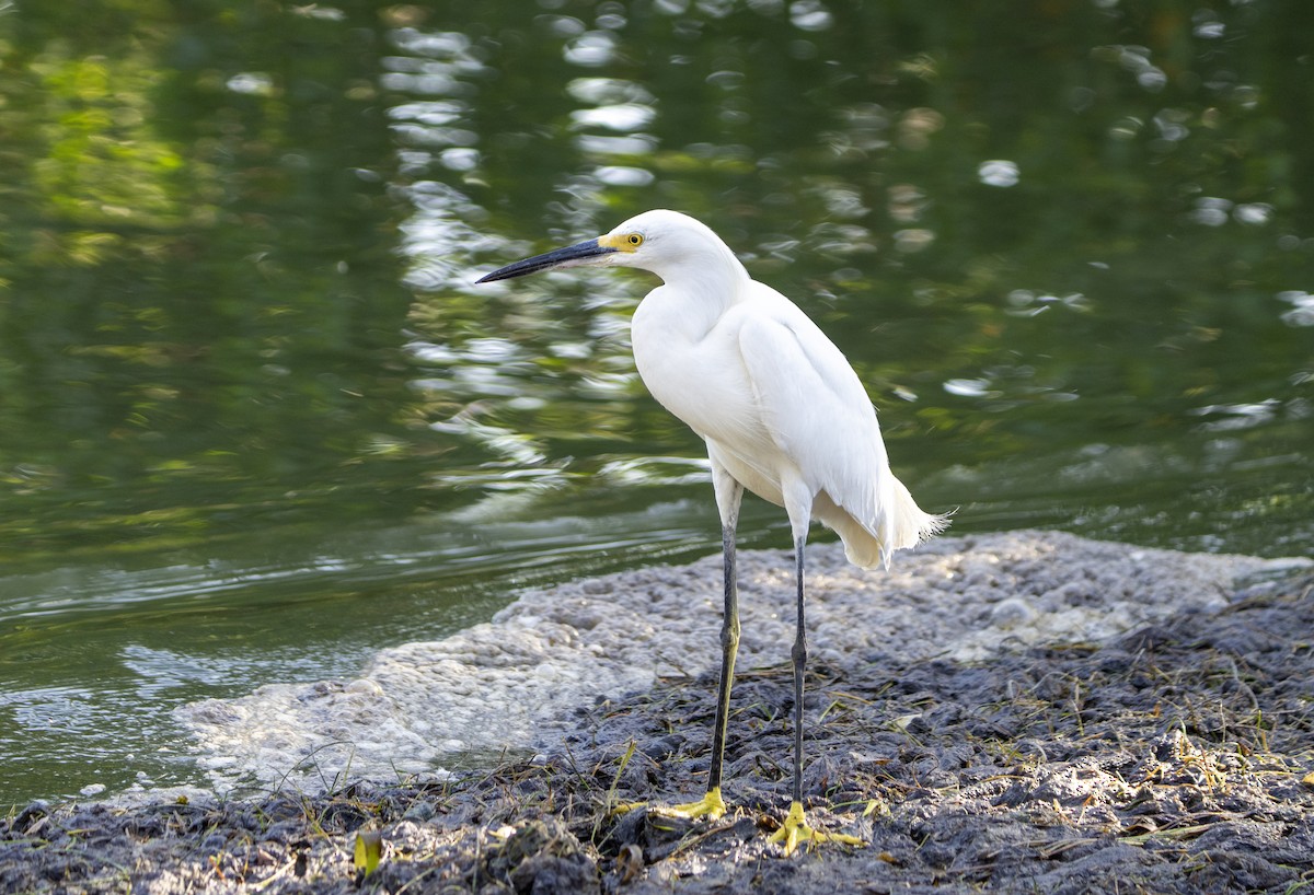 Snowy Egret - ML639912368