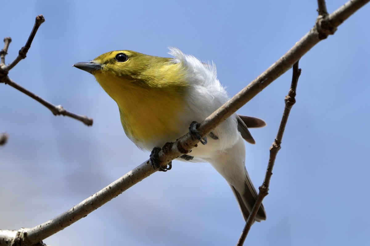 Yellow-throated Vireo - ML639912411