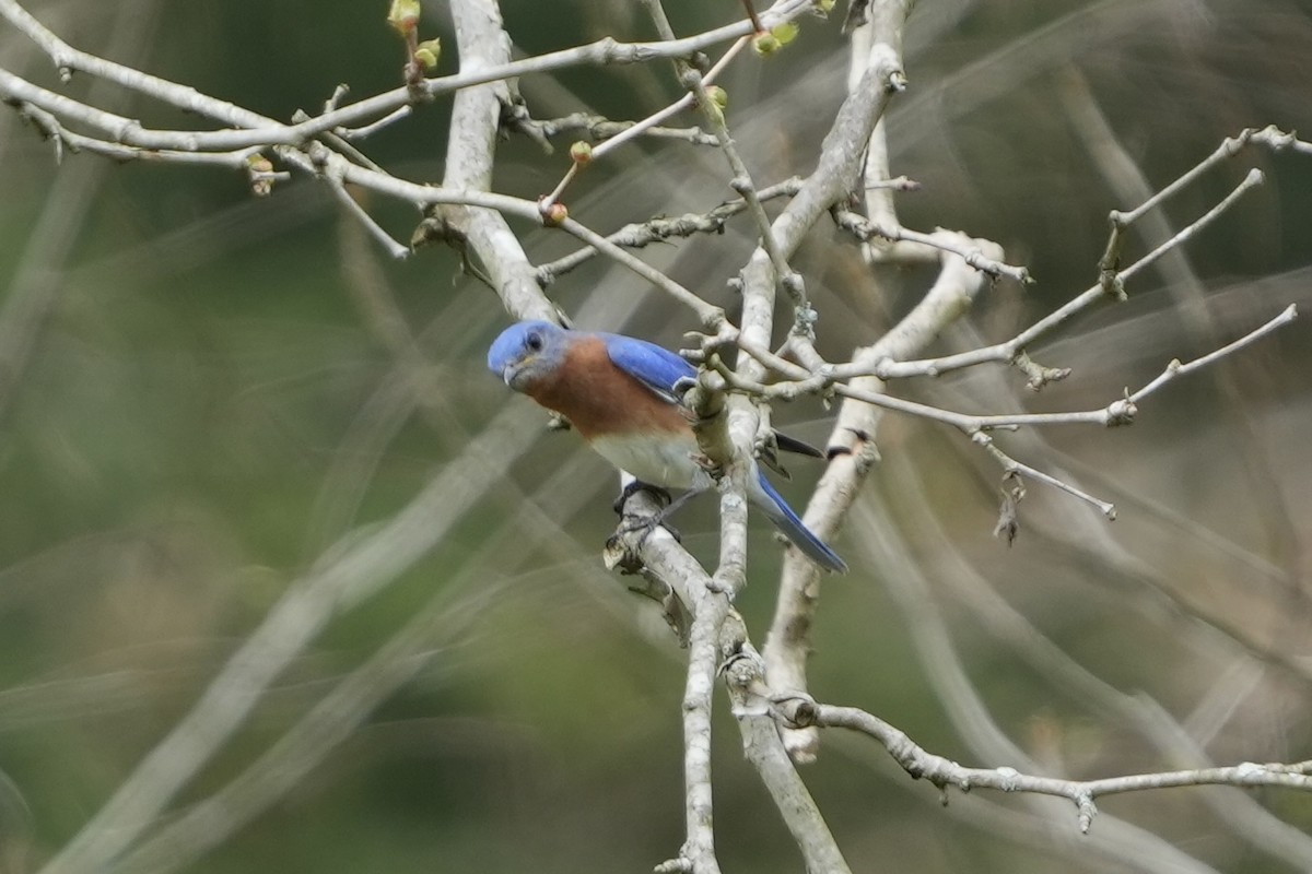 Eastern Bluebird - ML639912424