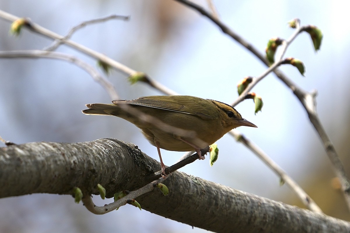 Worm-eating Warbler - ML639912431
