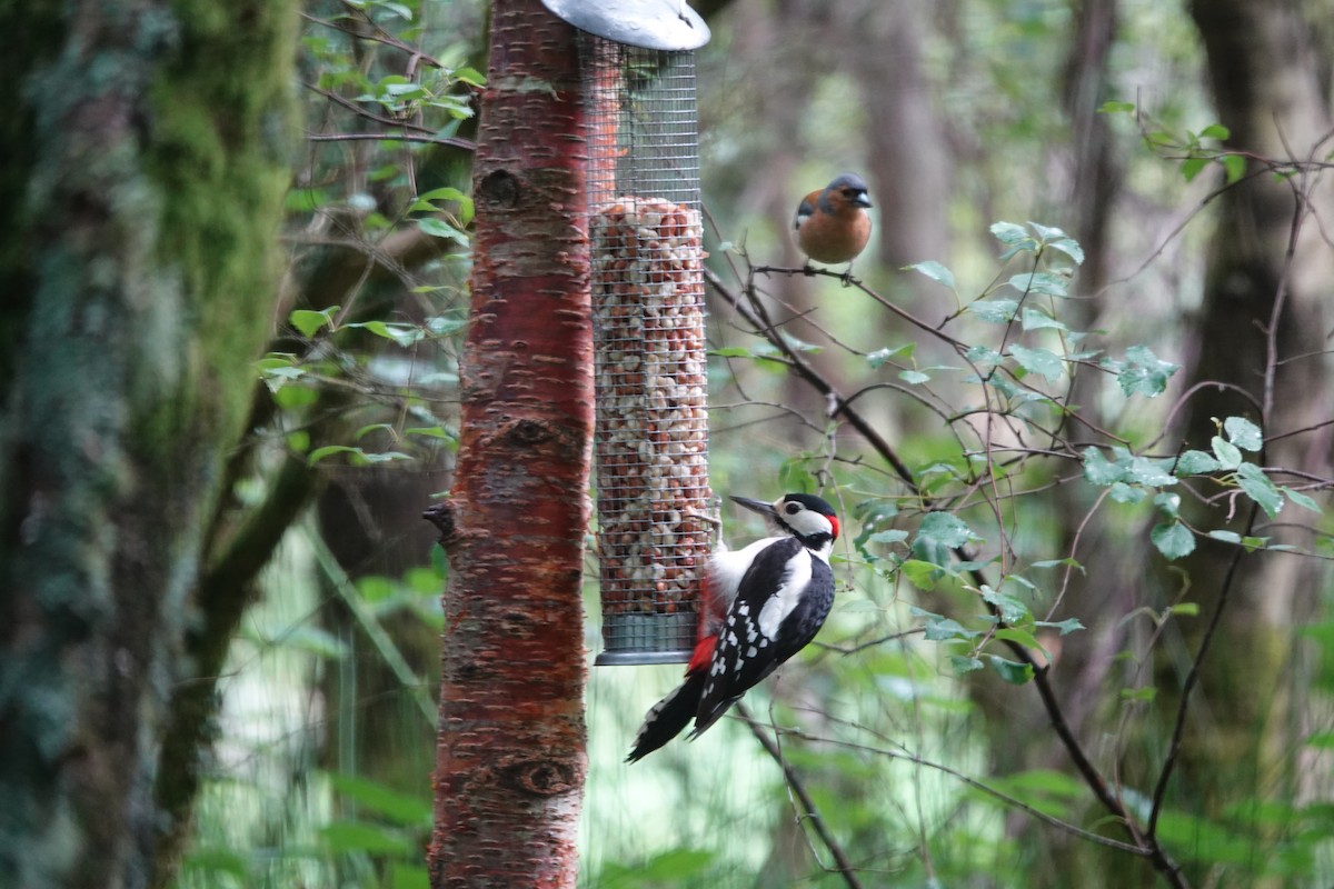 Great Spotted Woodpecker - ML639912432