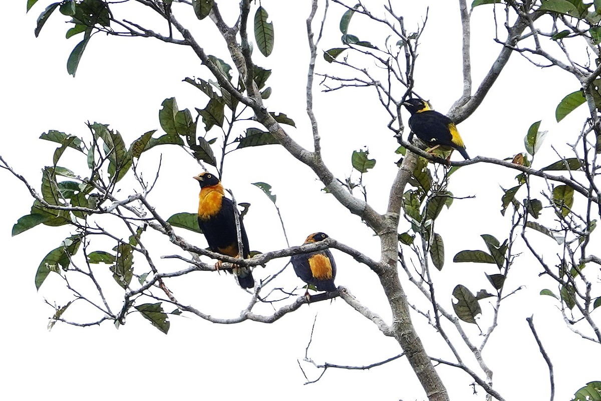 Golden Myna - ML639912446