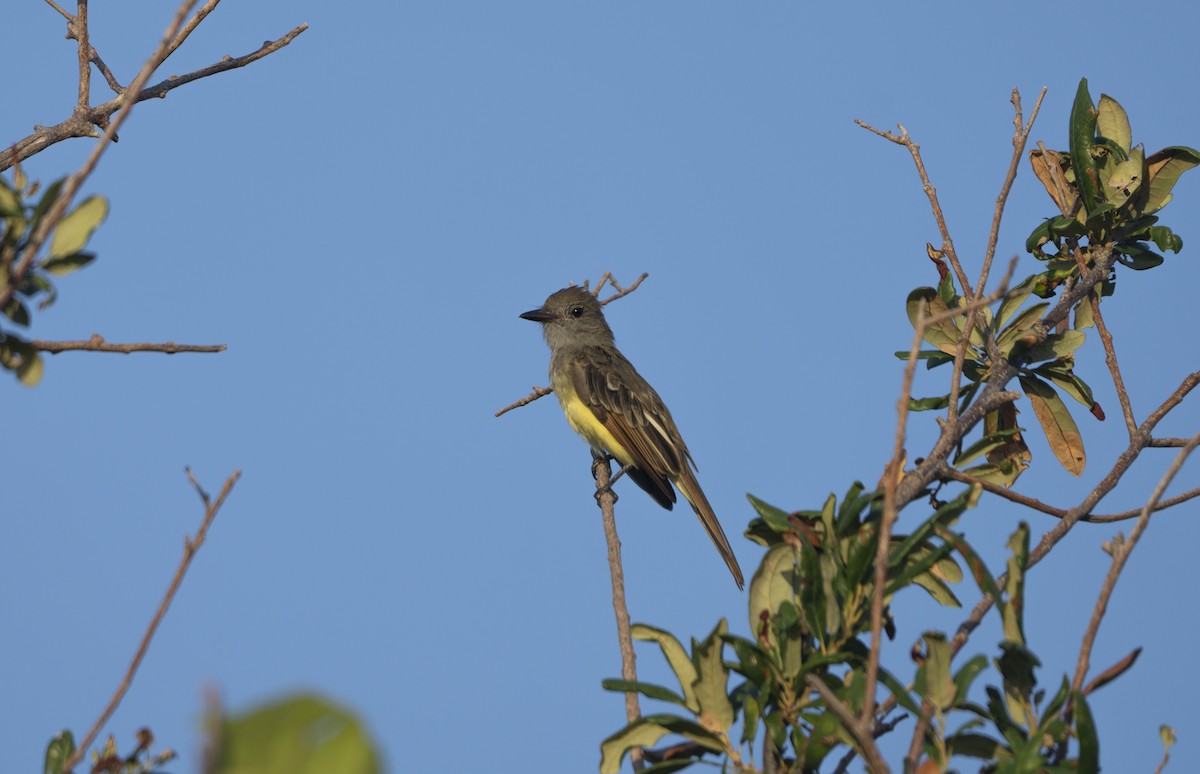 Great Crested Flycatcher - ML639912472