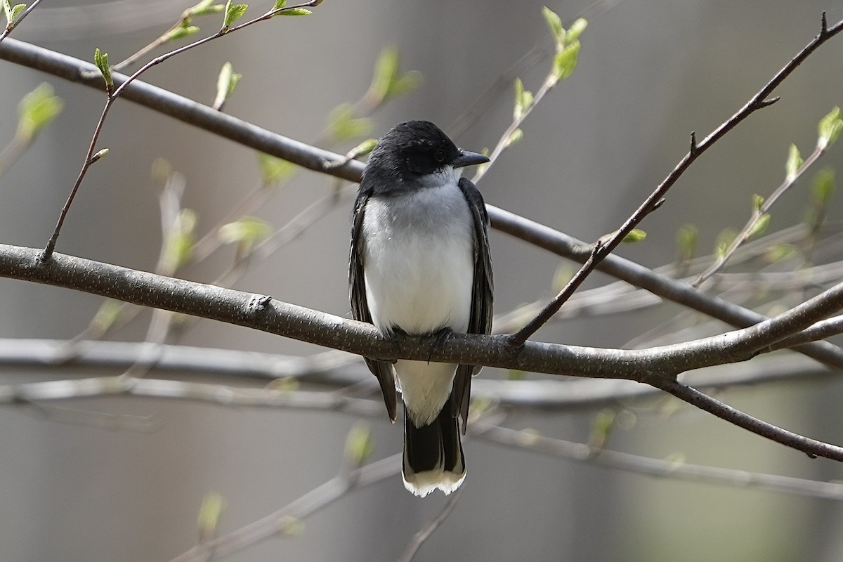 Eastern Kingbird - ML639912485