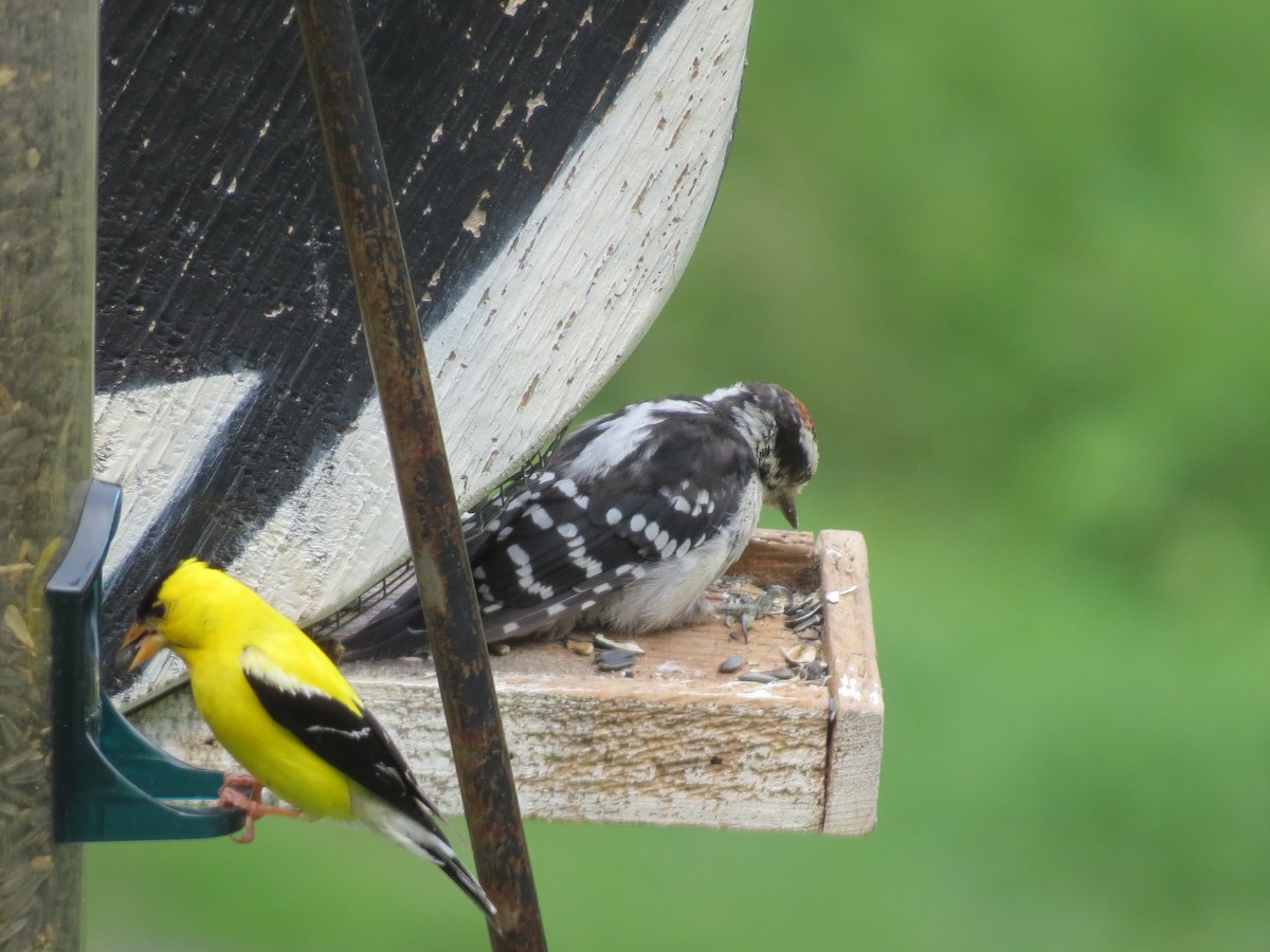 Downy Woodpecker - ML639912488