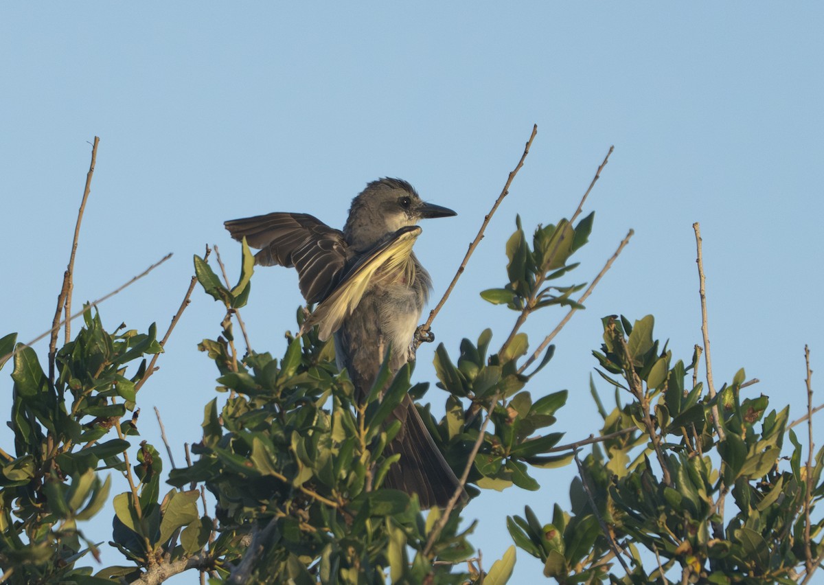 Gray Kingbird - ML639912542