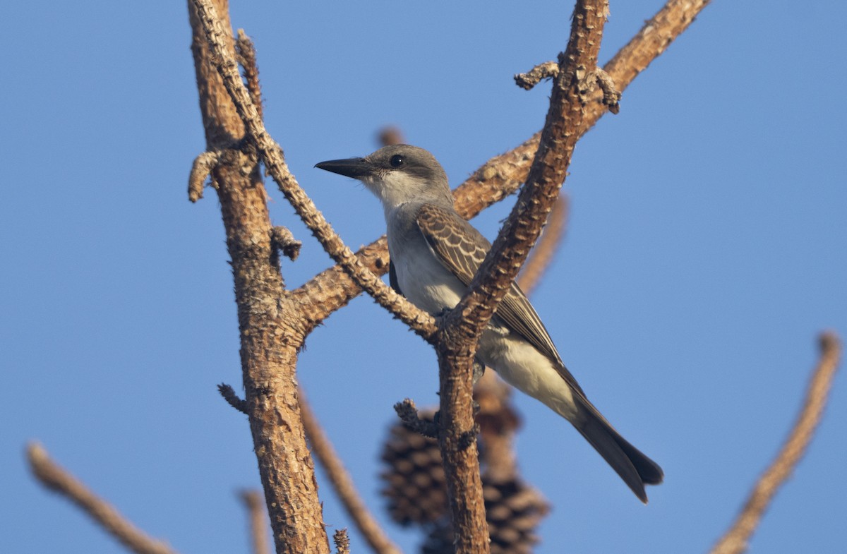 Gray Kingbird - ML639912549