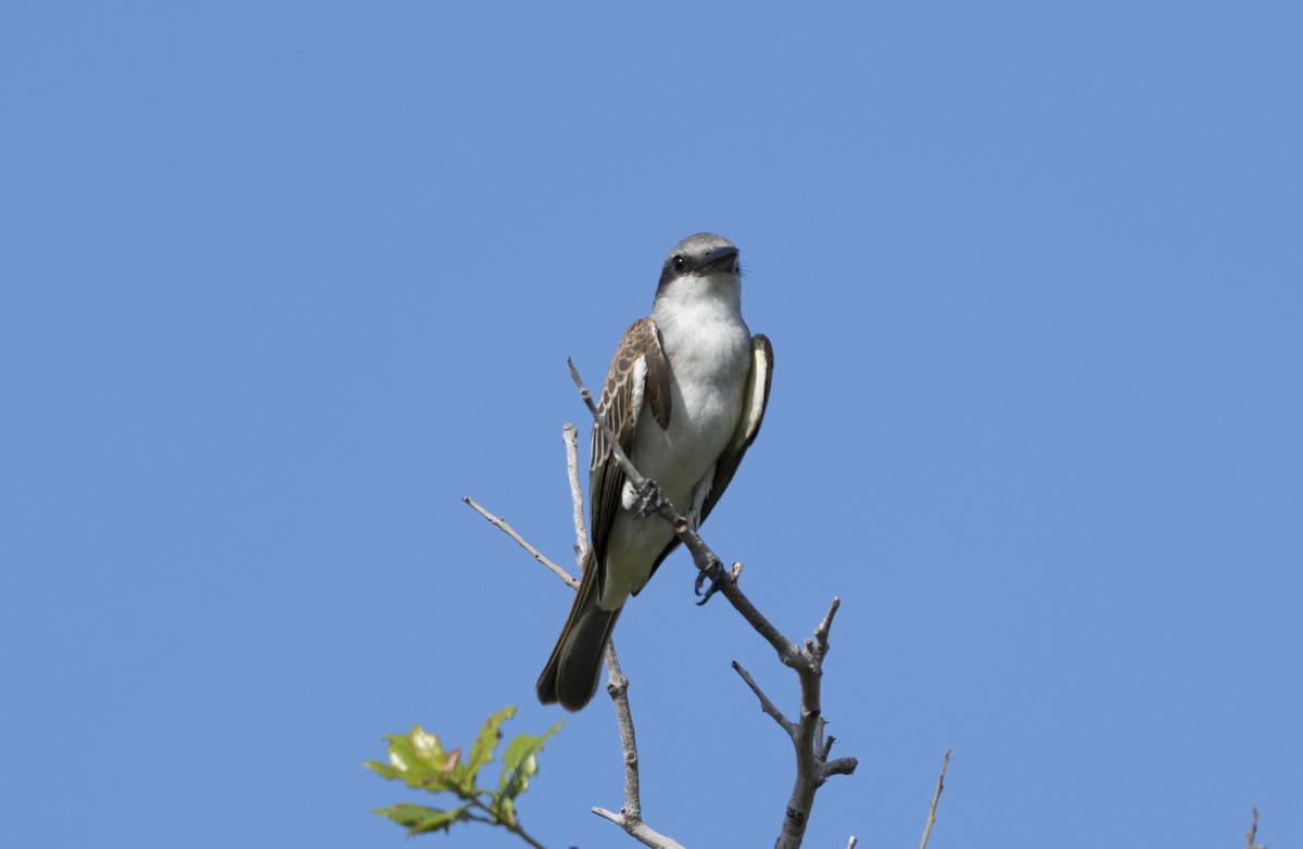 Gray Kingbird - ML639912557