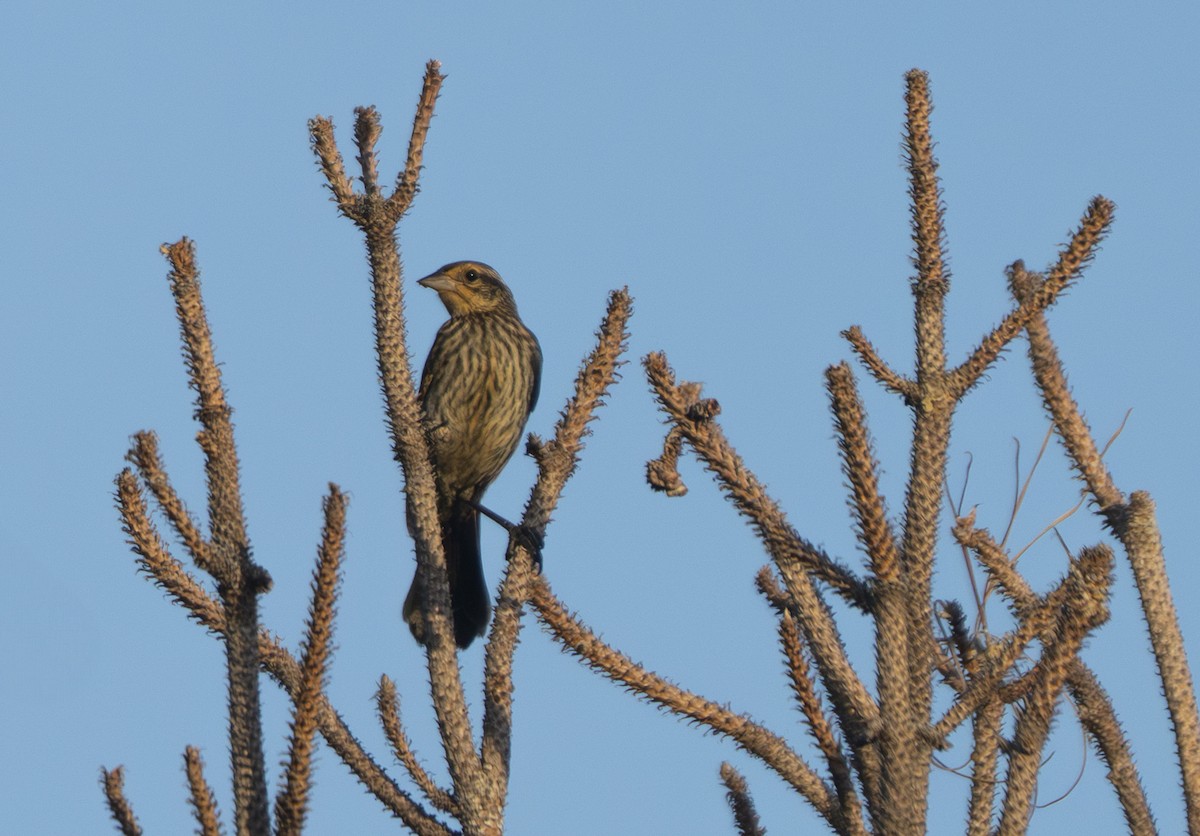 Red-winged Blackbird - ML639912589