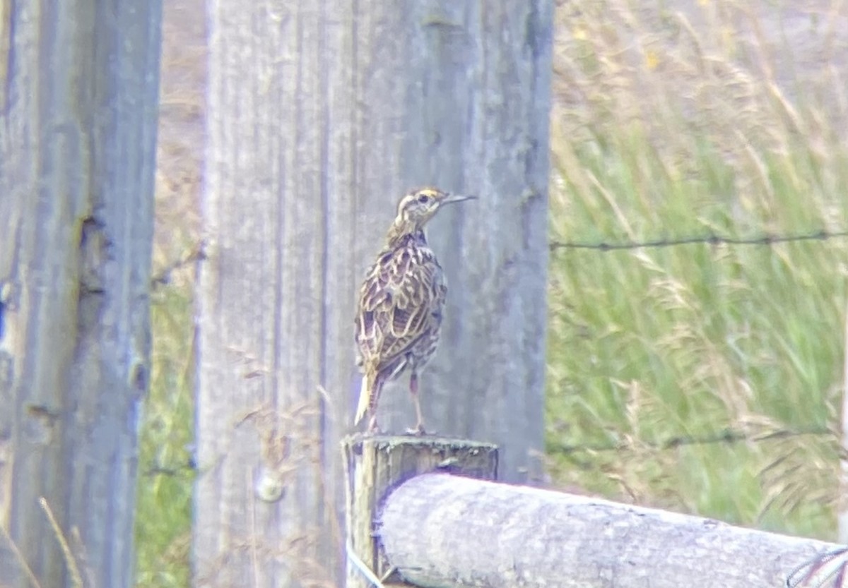 Western Meadowlark - ML639912659