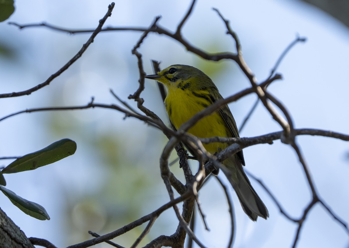 Prairie Warbler - ML639912665