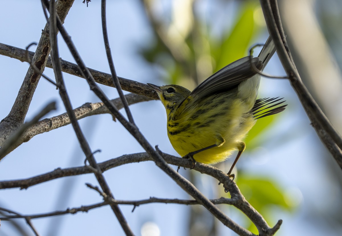 Prairie Warbler - ML639912667