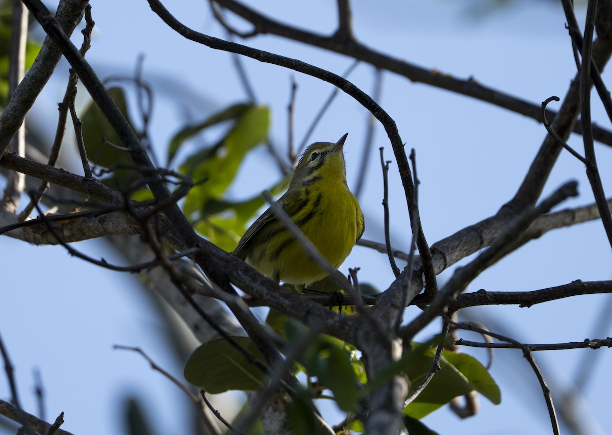 Prairie Warbler - ML639912672