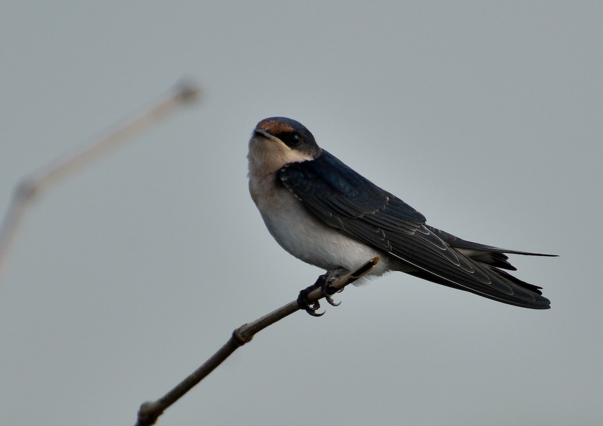 Ethiopian Swallow - ML639912692