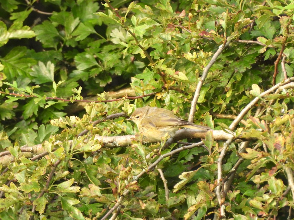 Common Chiffchaff - ML639912694
