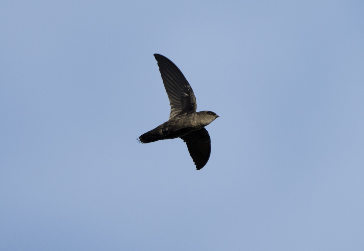 Chimney Swift - ML639912754