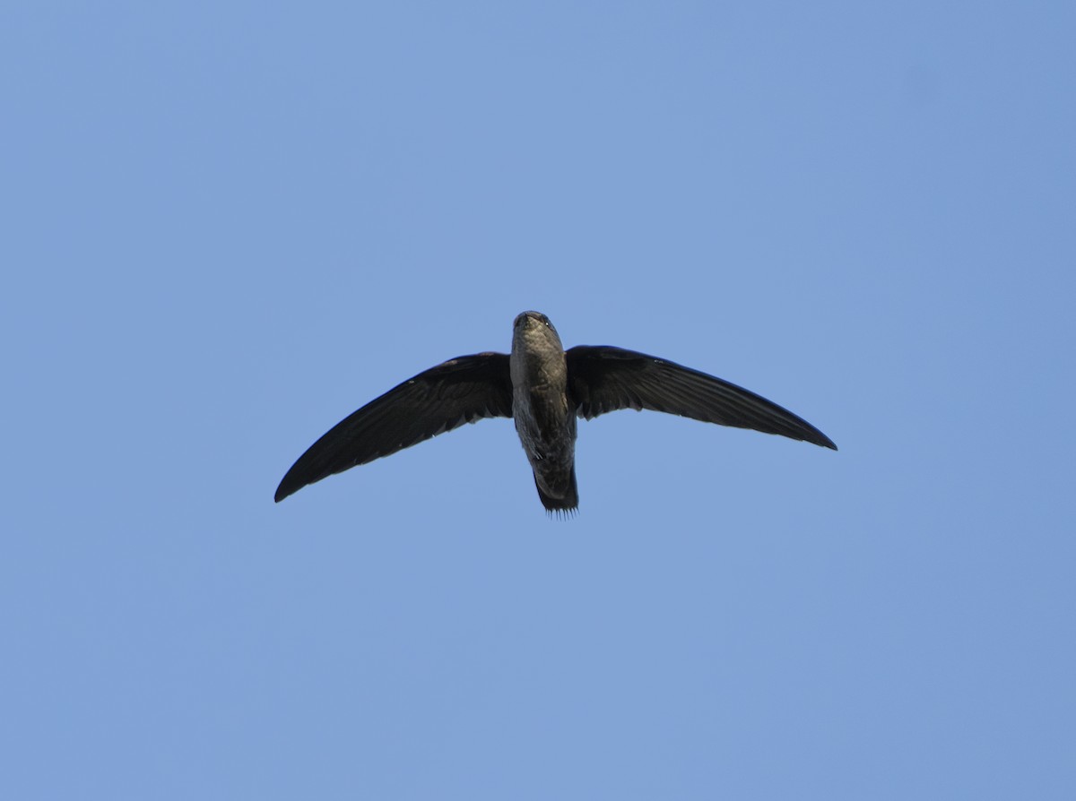 Chimney Swift - ML639912756