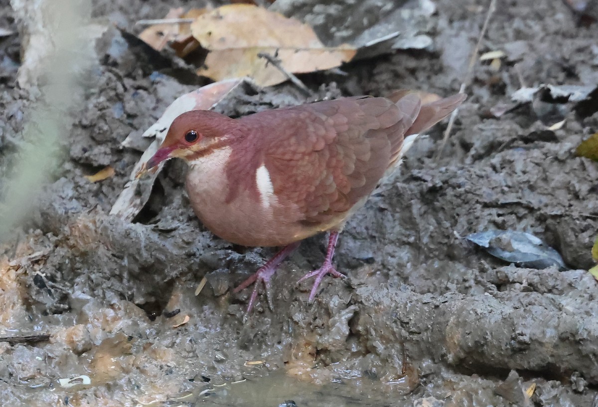 Ruddy Quail-Dove - ML639912769