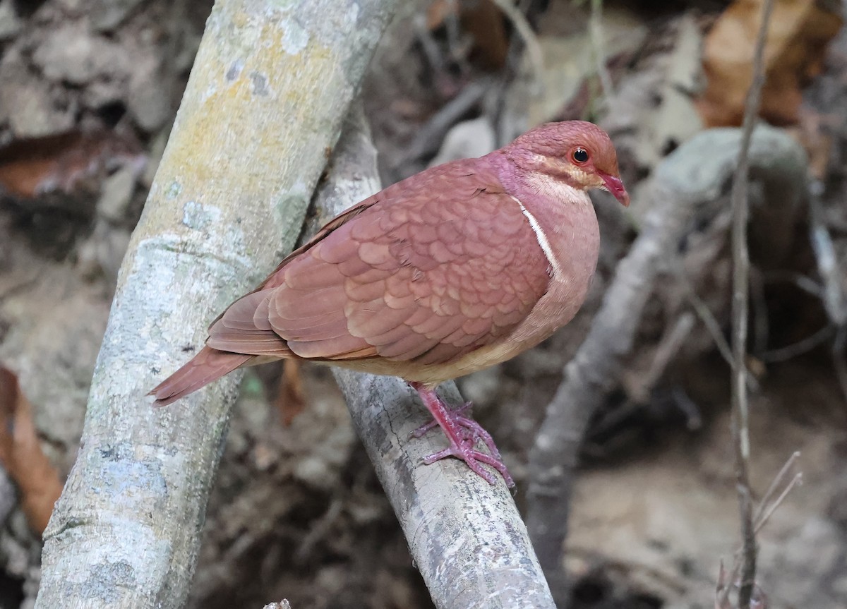 Ruddy Quail-Dove - ML639912770